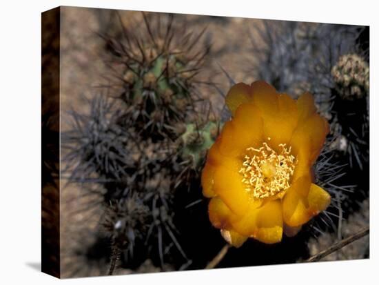 Cactus Flower in Atacama Desert, Chile-Andres Morya-Stretched Canvas