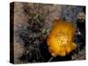 Cactus Flower in Atacama Desert, Chile-Andres Morya-Stretched Canvas