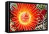 Cactus Flower IV-Douglas Taylor-Framed Stretched Canvas