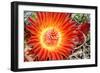 Cactus Flower IV-Douglas Taylor-Framed Photographic Print