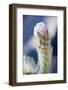 Cactus Flower-Rob Tilley-Framed Photographic Print