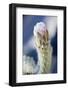 Cactus Flower-Rob Tilley-Framed Photographic Print