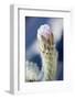 Cactus Flower-Rob Tilley-Framed Photographic Print