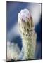 Cactus Flower-Rob Tilley-Mounted Photographic Print