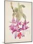 Cactus Flower-Charles Rennie Mackintosh-Mounted Giclee Print