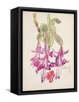 Cactus Flower-Charles Rennie Mackintosh-Framed Stretched Canvas