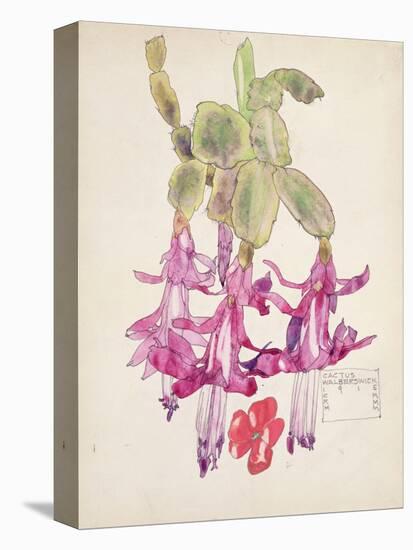 Cactus Flower-Charles Rennie Mackintosh-Stretched Canvas