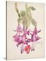 Cactus Flower-Charles Rennie Mackintosh-Stretched Canvas