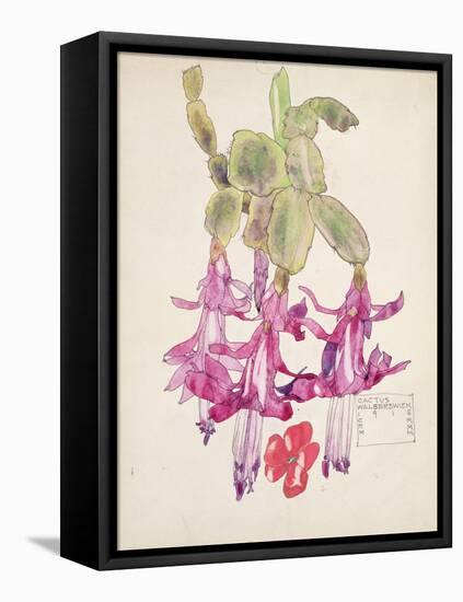Cactus Flower-Charles Rennie Mackintosh-Framed Stretched Canvas