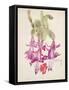 Cactus Flower-Charles Rennie Mackintosh-Framed Stretched Canvas