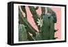 Cactus Flower-Sheldon Lewis-Framed Stretched Canvas