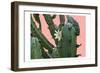 Cactus Flower-Sheldon Lewis-Framed Art Print