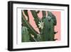 Cactus Flower-Sheldon Lewis-Framed Art Print