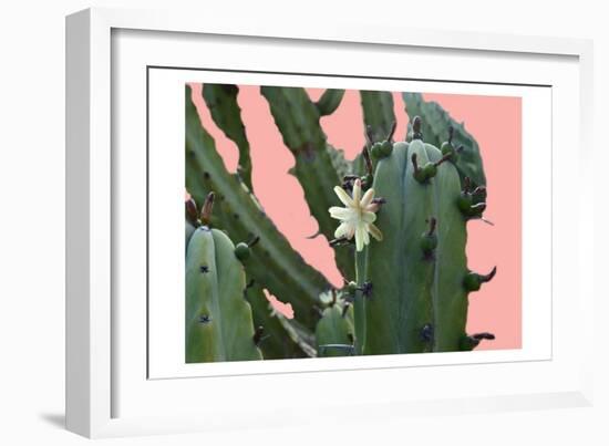 Cactus Flower-Sheldon Lewis-Framed Art Print