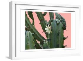 Cactus Flower-Sheldon Lewis-Framed Art Print