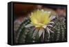 Cactus Flowers 1010-Gordon Semmens-Framed Stretched Canvas