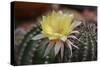 Cactus Flowers 1010-Gordon Semmens-Stretched Canvas