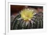 Cactus Flowers 1010-Gordon Semmens-Framed Photographic Print