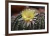 Cactus Flowers 1010-Gordon Semmens-Framed Photographic Print