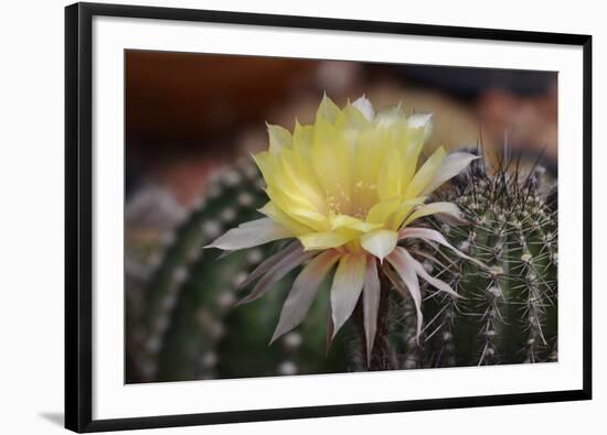 Cactus Flowers 1010-Gordon Semmens-Framed Photographic Print