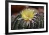 Cactus Flowers 1010-Gordon Semmens-Framed Photographic Print