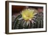 Cactus Flowers 1010-Gordon Semmens-Framed Photographic Print