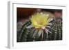 Cactus Flowers 1010-Gordon Semmens-Framed Photographic Print