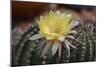 Cactus Flowers 1010-Gordon Semmens-Mounted Photographic Print