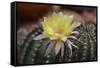 Cactus Flowers 1010-Gordon Semmens-Framed Stretched Canvas