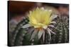 Cactus Flowers 1010-Gordon Semmens-Stretched Canvas