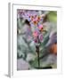 Cactus Flowers 1046-Gordon Semmens-Framed Photographic Print