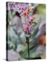 Cactus Flowers 1046-Gordon Semmens-Stretched Canvas