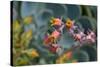 Cactus Flowers 1055-Gordon Semmens-Stretched Canvas