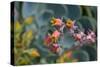 Cactus Flowers 1055-Gordon Semmens-Stretched Canvas