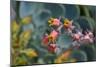 Cactus Flowers 1055-Gordon Semmens-Mounted Photographic Print