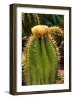 Cactus Flowers I-George Johnson-Framed Photographic Print