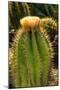 Cactus Flowers I-George Johnson-Mounted Photographic Print