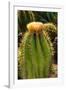 Cactus Flowers I-George Johnson-Framed Photographic Print