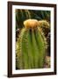 Cactus Flowers I-George Johnson-Framed Photographic Print