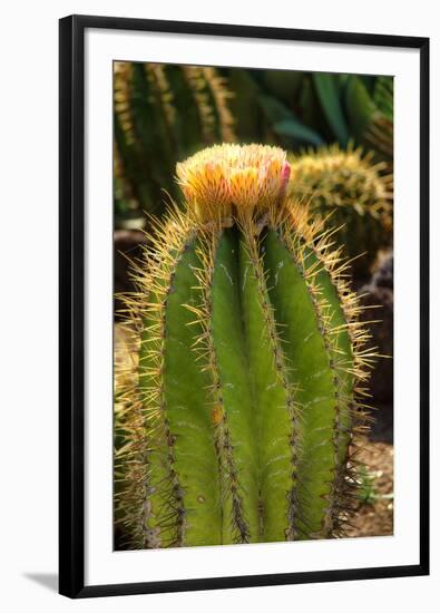 Cactus Flowers I-George Johnson-Framed Photographic Print