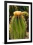 Cactus Flowers I-George Johnson-Framed Photographic Print