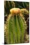 Cactus Flowers I-George Johnson-Mounted Photographic Print