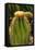 Cactus Flowers I-George Johnson-Framed Stretched Canvas