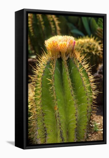Cactus Flowers I-George Johnson-Framed Stretched Canvas