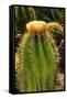 Cactus Flowers I-George Johnson-Framed Stretched Canvas