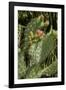 Cactus Flowers II-George Johnson-Framed Photographic Print