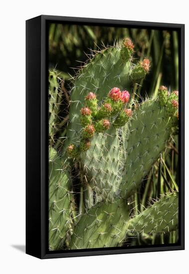 Cactus Flowers II-George Johnson-Framed Stretched Canvas
