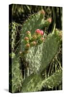 Cactus Flowers II-George Johnson-Stretched Canvas