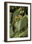 Cactus Flowers II-George Johnson-Framed Photographic Print