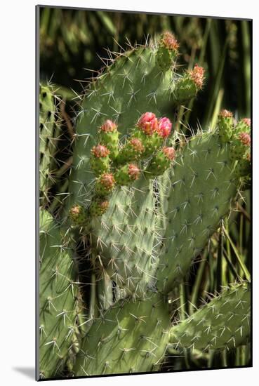 Cactus Flowers II-George Johnson-Mounted Photographic Print